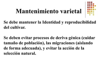 Se debe mantener la Identidad y reproducibilidad del cultivar. 
Se deben evitar procesos de deriva génica (cuidar tamaño de población), las migraciones (aislando de forma adecuada), y evitar la acción de la selección natural. 
Mantenimiento varietal  