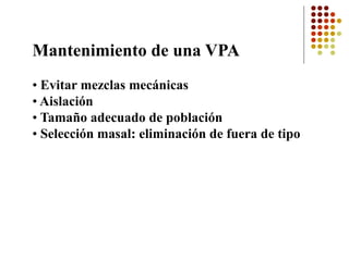 Mantenimiento de una VPA 
•Evitar mezclas mecánicas 
•Aislación 
•Tamaño adecuado de población 
•Selección masal: eliminación de fuera de tipo  