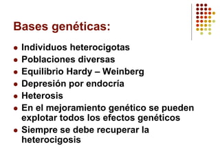 Bases genéticas: 
Individuos heterocigotas 
Poblaciones diversas 
Equilibrio Hardy –Weinberg 
Depresión por endocría 
Heterosis 
En el mejoramiento genético se pueden explotar todos los efectos genéticos 
Siempre se debe recuperar la heterocigosis  