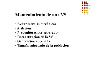 Mantenimiento de una VS 
•Evitar mezclas mecánicas 
•Aislación 
•Progenitores por separado 
•Reconstitución de la VS 
•Generación adecuada 
•Tamaño adecuado de la población  