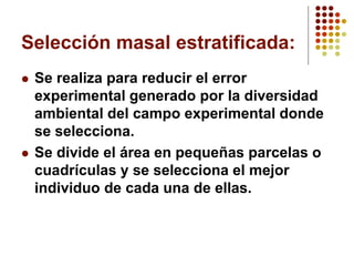 Selección masal estratificada: 
Se realiza para reducir el error experimental generado por la diversidad ambiental del campo experimental donde se selecciona. 
Se divide el área en pequeñas parcelas o cuadrículas y se selecciona el mejor individuo de cada una de ellas.  