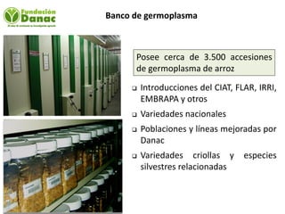 Mejoramiento genetico de arroz en Venezuela programa arroz de fundacion Danac