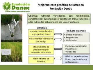 Mejoramiento genetico de arroz en Venezuela programa arroz de fundacion Danac