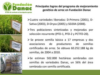 Mejoramiento genetico de arroz en Venezuela programa arroz de fundacion Danac
