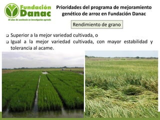Mejoramiento genetico de arroz en Venezuela programa arroz de fundacion Danac