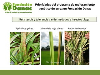 Mejoramiento genetico de arroz en Venezuela programa arroz de fundacion Danac