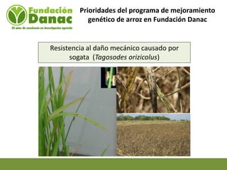 Mejoramiento genetico de arroz en Venezuela programa arroz de fundacion Danac
