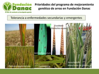 Mejoramiento genetico de arroz en Venezuela programa arroz de fundacion Danac