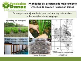 Mejoramiento genetico de arroz en Venezuela programa arroz de fundacion Danac
