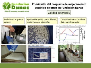 Mejoramiento genetico de arroz en Venezuela programa arroz de fundacion Danac