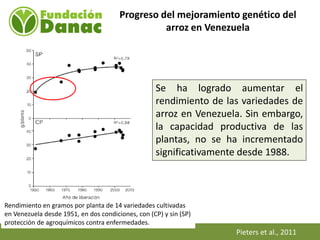 Mejoramiento genetico de arroz en Venezuela programa arroz de fundacion Danac