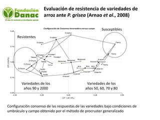 Mejoramiento genetico de arroz en Venezuela programa arroz de fundacion Danac