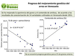 Mejoramiento genetico de arroz en Venezuela programa arroz de fundacion Danac