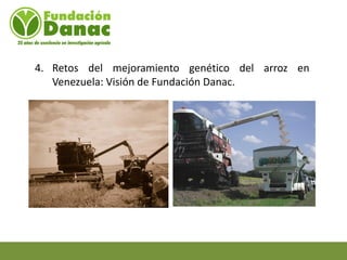 Mejoramiento genetico de arroz en Venezuela programa arroz de fundacion Danac