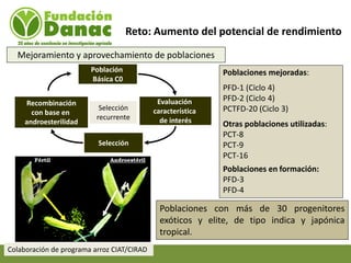 Mejoramiento genetico de arroz en Venezuela programa arroz de fundacion Danac
