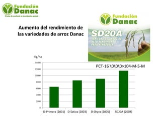 Mejoramiento genetico de arroz en Venezuela programa arroz de fundacion Danac