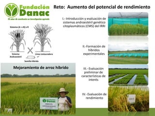 Mejoramiento genetico de arroz en Venezuela programa arroz de fundacion Danac
