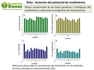 Mejoramiento genetico de arroz en Venezuela programa arroz de fundacion Danac