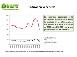 Mejoramiento genetico de arroz en Venezuela programa arroz de fundacion Danac