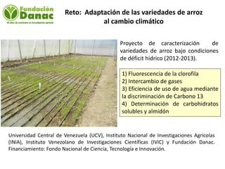 Mejoramiento genetico de arroz en Venezuela programa arroz de fundacion Danac