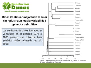 Mejoramiento genetico de arroz en Venezuela programa arroz de fundacion Danac