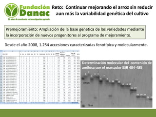 Mejoramiento genetico de arroz en Venezuela programa arroz de fundacion Danac