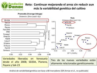 Mejoramiento genetico de arroz en Venezuela programa arroz de fundacion Danac