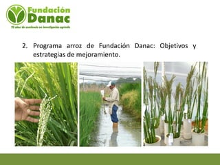 Mejoramiento genetico de arroz en Venezuela programa arroz de fundacion Danac