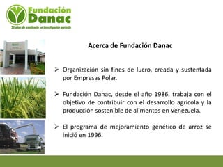 Mejoramiento genetico de arroz en Venezuela programa arroz de fundacion Danac