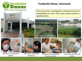 Mejoramiento genetico de arroz en Venezuela programa arroz de fundacion Danac