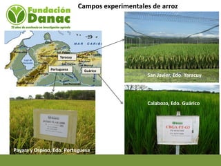 Mejoramiento genetico de arroz en Venezuela programa arroz de fundacion Danac