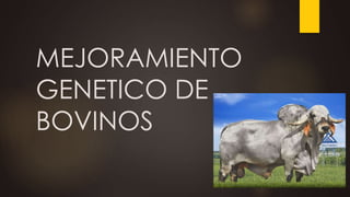 MEJORAMIENTO 
GENETICO DE 
BOVINOS 
 