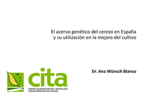 El acervo genético del cerezo en España
y su utilización en la mejora del cultivo
Dr. Ana Wünsch Blanco
 