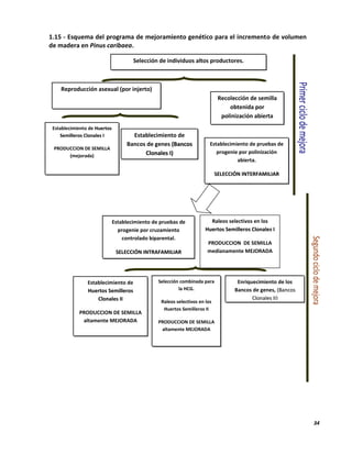 34
1.15 - Esquema del programa de mejoramiento genético para el incremento de volumen
de madera en Pinus caribaea.
Reproducción asexual (por injerto)
Selección de individuos altos productores.
Árboles plus.
Recolección de semilla
obtenida por
polinización abierta
Establecimiento de HHuueerrttooss
SSeemmiilllleerrooss CClloonnaalleess II
PRODUCCION DE SEMILLA
(mejorada)
Establecimiento de
Bancos de genes ((BBaannccooss
CClloonnaalleess II))
Establecimiento de pruebas de
progenie por polinización
abierta.
SSEELLEECCCCIIÓÓNN IINNTTEERRFFAAMMIILLIIAARR
Establecimiento de pruebas de
progenie por cruzamiento
controlado biparental.
SSEELLEECCCCIIÓÓNN IINNTTRRAAFFAAMMIILLIIAARR
Raleos selectivos en los
HHuueerrttooss SSeemmiilllleerrooss CClloonnaalleess II
PRODUCCION DE SEMILLA
medianamente MEJORADA
Establecimiento de
HHuueerrttooss SSeemmiilllleerrooss
CClloonnaalleess IIII
PRODUCCION DE SEMILLA
altamente MEJORADA
Selección combinada para
la HCG.
Raleos selectivos en los
Huertos Semilleros II
PRODUCCION DE SEMILLA
altamente MEJORADA
Enriquecimiento de los
Bancos de genes, ((BBaannccooss
CClloonnaalleess IIII))
 