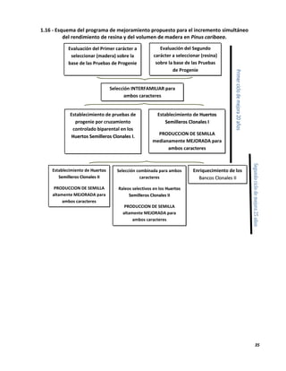 35
Evaluación del Primer carácter a
seleccionar (madera) sobre la
base de las Pruebas de Progenie
Evaluación del Segundo
carácter a seleccionar (resina)
sobre la base de las Pruebas
de Progenie
Selección INTERFAMILIAR para
ambos caracteres
Establecimiento de pruebas de
progenie por cruzamiento
controlado biparental en los
HHuueerrttooss SSeemmiilllleerrooss CClloonnaalleess II.
Establecimiento de HHuueerrttooss
SSeemmiilllleerrooss CClloonnaalleess II
PRODUCCION DE SEMILLA
medianamente MEJORADA para
ambos caracteres
Establecimiento de HHuueerrttooss
SSeemmiilllleerrooss CClloonnaalleess IIII
PRODUCCION DE SEMILLA
altamente MEJORADA para
ambos caracteres
Selección combinada para ambos
caracteres
Raleos selectivos en los HHuueerrttooss
SSeemmiilllleerrooss CClloonnaalleess IIII
PRODUCCION DE SEMILLA
altamente MEJORADA para
ambos caracteres
Enriquecimiento de los
BBaannccooss CClloonnaalleess IIII
1.16 - Esquema del programa de mejoramiento propuesto para el incremento simultáneo
del rendimiento de resina y del volumen de madera en Pinus caribaea.
 