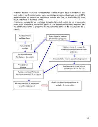 49
Partiendo de estos resultados y seleccionando entre las mejores dos a cuatro familias para
cada carácter pueden esperarse en todos los casos ganancias genéticas superiores al 20 %,
representativas, por ejemplo, de un aumento superior a los 0,60 cm de altura total y a más
de un centímetro en diámetro normal.
Finalmente, conjugando los resultados derivados tanto del análisis de las procedencias
como de las progenies y las variables genéticas, fue propuesto el siguiente esquema para
dar continuidad tanto al programa de mejoramiento, como al de conservación de la
especie:
Huerto semillero
de Malas Aguas
Producción de
semillas
Establecimiento de
Plantaciones Comerciales
Producción de
Madera
Puesta a punto del Protocolo
de micropropagación de la especie
Micropropagación de las mejores
procedencia/progenie.
Selección de las mejores
procedencias/progenies
Establecimiento de ensayos de
procedencia/progenie en diferentes
ambientes
Selección de las mejores procedencia/progenie
Establecimiento de parcelas de
conservación ex situ e in situ
Producción de madera y definición de
unidades de conservación
 