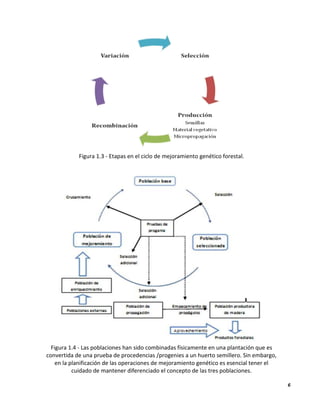 6
Figura 1.3 - Etapas en el ciclo de mejoramiento genético forestal.
Figura 1.4 - Las poblaciones han sido combinadas físicamente en una plantación que es
convertida de una prueba de procedencias /progenies a un huerto semillero. Sin embargo,
en la planificación de las operaciones de mejoramiento genético es esencial tener el
cuidado de mantener diferenciado el concepto de las tres poblaciones.
 