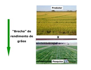 Mejoramiento genetico zona_templada_lac