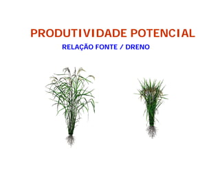 Mejoramiento genetico zona_templada_lac