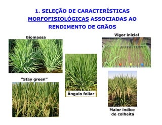 Mejoramiento genetico zona_templada_lac