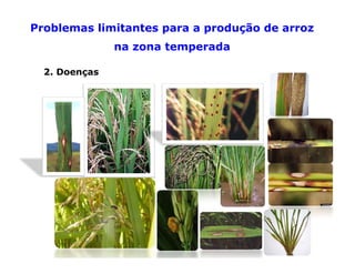 Mejoramiento genetico zona_templada_lac