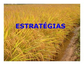 Mejoramiento genetico zona_templada_lac