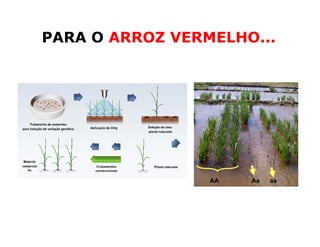 Mejoramiento genetico zona_templada_lac