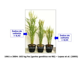 Mejoramiento genetico zona_templada_lac