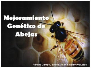 Mejoramiento
Genético de
Abejas
Adriana Campos, Esteve Mesen & Naizmi Valverde
 