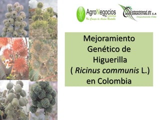 Mejoramiento
      Genético de
       Higuerilla
( Ricinus communis L.)
     en Colombia
 