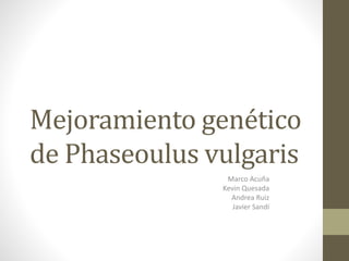 Mejoramiento genético
de Phaseoulus vulgaris
Marco Acuña
Kevin Quesada
Andrea Ruiz
Javier Sandí
 