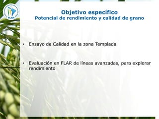 Mejoramiento para la zona templada FLAR