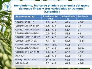 Mejoramiento para la zona templada FLAR