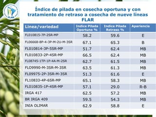 Mejoramiento para la zona templada FLAR